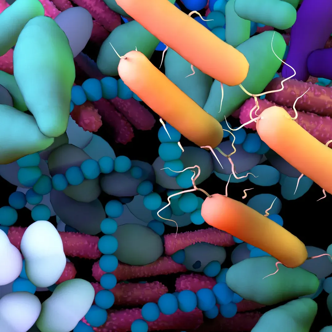 bifidobacteria, gut microbiome, autism, autismguthealth